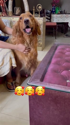 #pedigree #sunder #goldenretriever #trending #viralvideo #funny #youtubeshorts #pets #comedy #shorts