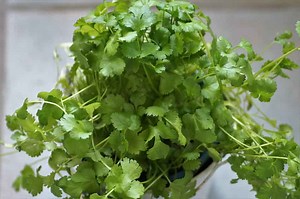 Paso a paso el cultivo del cilantro hidropónico