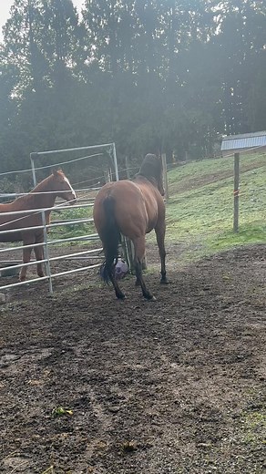 The excavator was working and they were locked up..😆 | Pony Up Rescue for Equines