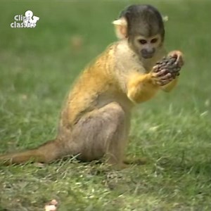 86K views · 872 reactions | Animal Crackers | Clips & Classics | Facebook