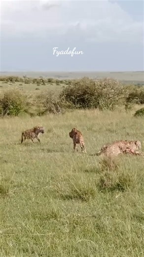 Leopard Hunts… Hyena Steals! 🐆🦴🦝🔥" 📝 "Leopard hunts… but the hyena steals! 🐆🔥 #Leopard #Hyena #Wildlife #Nature #AnimalKingdom #Safari #WildlifeReels #WildlifeShorts #Survival #animals #fblifestyle | Fyado fun