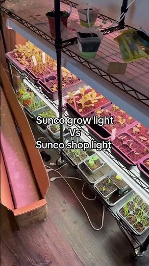 Sunco grow lights vs Sunco shop lights for indoor seed starting