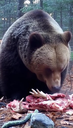 Look at this TOAD #hunting #huntingseason #huntinglife #bait #grizzlybear #bears #Alaska #nature #outdoors | AI Battalion