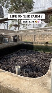20K reactions · 349 shares | THIS FARMING IS A LIFE THING 六‍. #catfish #urbanfarming #aquaculture #agriculture #fishfarming #agribusiness #entrepreneurship #fishfarm #farming | Mirajfoodsand_fishery | Facebook