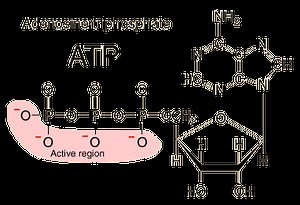 Hydrolysis and Dehydration Synthesis