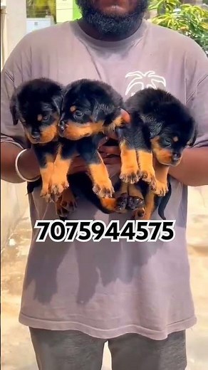 sale Rottweiler puppies available