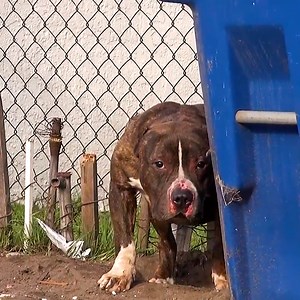 This stray Pit Bull just wanted to be loved! ❤️ | Viral Stories
