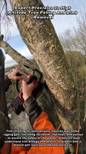 Expert Precision In High Altitude Tree Felling And Limb Removal