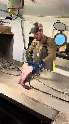 Monkfish fishing 🐟