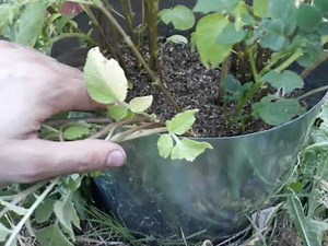 ozette potato growth