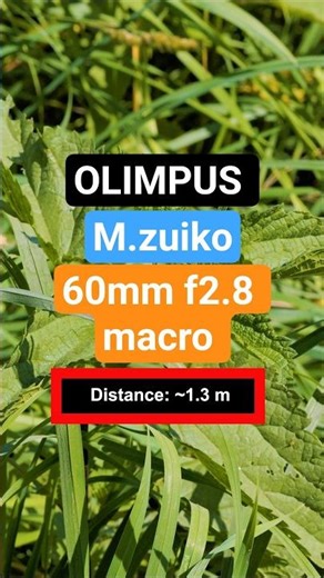 Olympus 60mm Macro: Working Distance 1.3m–15cm (Insects)