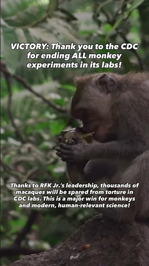 Victory for monkeys! The CDC has made a historic, visionary decision to end all monkey experiments!