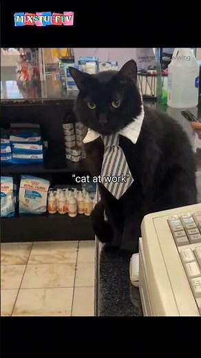 Cats at Work – Hilarious Feline Coworkers You’ll Love! 😹 #justcats #workingcats