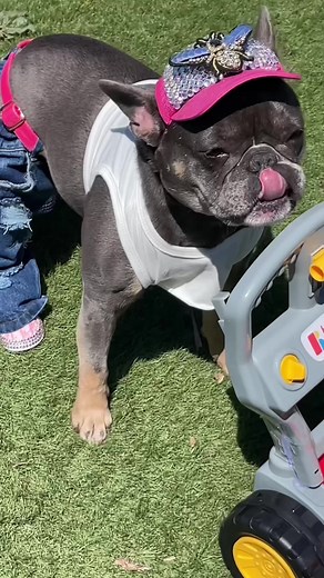 She’s cute and she knows it #workingdogs #dogsinstagram please follow me on Instagram @midgiedarren2scoot | Midgie Pudge