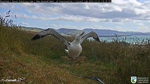 56K views · 1.5K reactions | Have you tuned into the Royal Albatross...