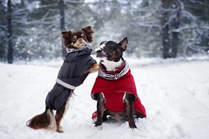 5 small-dog coats under $50 that you won’t be able to resist