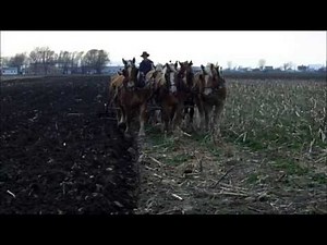 Amish Plowing with a Seven Horse Hitch