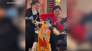 Viral video: Dancing robot restrained by staff at Cupertino restaurant Haidilao Hot Pot after causing chaos