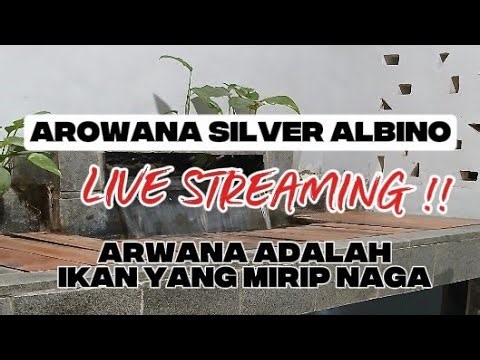 AROWANA SILVER ALBINO LIVE STREAMING !! ARWANA ADALAH IKAN YANG MIRIP NAGA ! #arowana #arowanaalbino