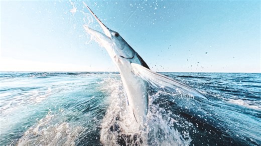 If you like game fishing, Ocean City is the place to be. We’re the white marlin capital of the world — and you’ll also find tuna and sharks off our shores. So make your plans today for a mind-blowing fishing adventure! | Marlin Magazine