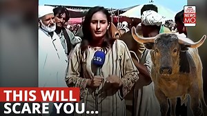 Pakistani journalist attacked by bull during live broadcast