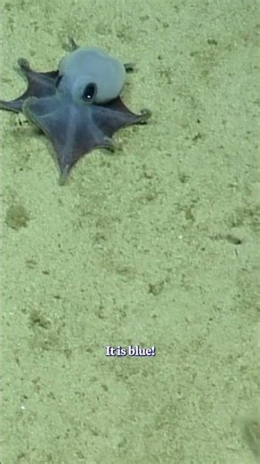 Scientists discovered a new species of octopus—and it's tiny and blue