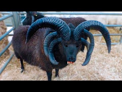 100 Animais mais Raros e Assustadores Que Existem no Mundo