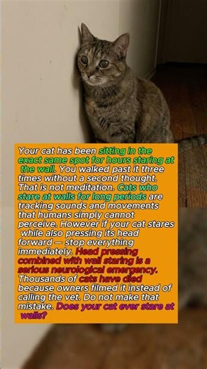 Your Cat Staring at the Wall Is a Medical Emergency. Not a Joke.