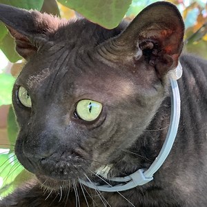 Trumplican49 on GETTR - Profile and Posts on GETTR