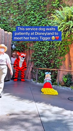 ✨ A service dog named Gloria had the sweetest day at Disneyland — she finally met her hero, Tigger. 🐾💛Tigger bent down to hug her, Gloria rolled over for a belly rub, and even snuck in a few kisses. The moment was pure magic. 🥹❤️Her owner watched proudly as cast members and guests cheered. It’s the kind of memory you never forget. #DisneyMagic #ServiceDog #HeartwarmingMoments #Disneyland #Tigger #whoscuttingonions #sadreels #viralreelsfacebook | Emotions