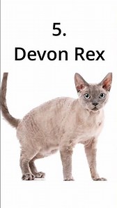 TOP 10 MOST POPULAR CAT BREEDS IN THE WORLD