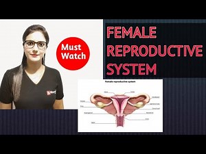 ANATOMY OF FEMALE REPRODUCTIVE SYSTEM