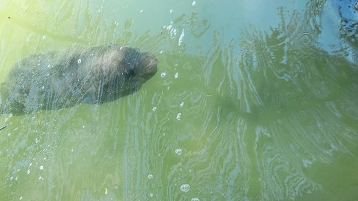 Pygmy Hippo Calves: The Back Legs and Ear Wiggle