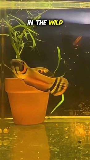 Can you believe this is a betta fish?