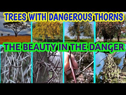 Trees that have dangerous thorns