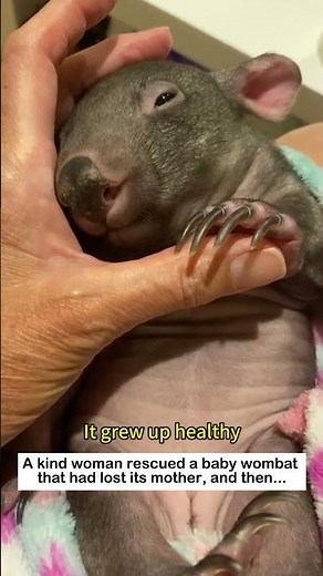 Wombat baby adoption #animals #wildliferescue #lovestory #rescue #cute#animalrescue #wombat