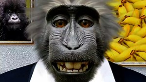 Monkey, Happy, Smile. Free Stock Video