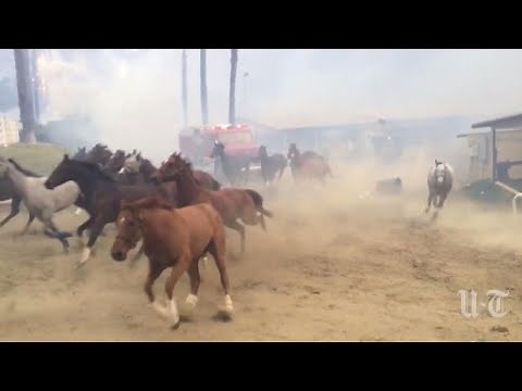 Hundreds of Horses Stampede in Desperate Escape From California Fires