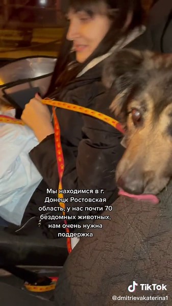 Adventures with a German Shepherd in a Car