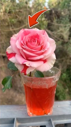 Can a White Rose Change Color? Real Experiment🌹