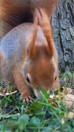 funny red squirrel