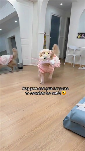 17K views · 741 reactions | She’s a fairy! #dog #dogs #petlovers | StoryTime | Facebook