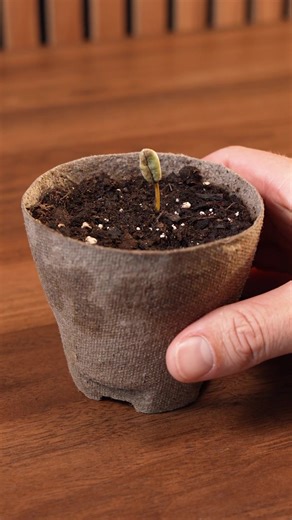 Growing my own coffee (Part 2) | coffee