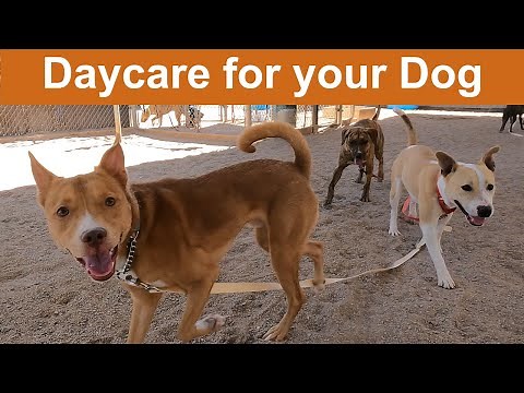 Dog TV Daycare #1