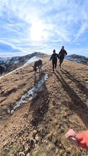 Donkey the Donkey on Instagram: "Mountain Donkey 😎 #donkey #insta360 #colorado #coloradolife #mountain #equine #equestrian #rescue #hike #hiking #exercise"
