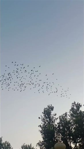 man pakaru pakharu...udu lagale abhali #manudhanvaryache#birds #eveningvibes