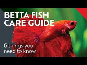 The Truth About Betta Fish: Beginner Mistakes to Avoid