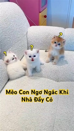Mèo Con Ngơ Ngác Khi Nhà Đầy Cỏ 🐱🌿🤣 #senkhoc #thunuoihaivl #ytshortsvietnam #meohera