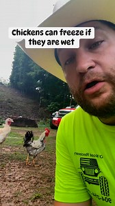 1.6M views · 24K reactions | It’s important to have a way for your chickens to escape the rain ☔️ #chickens #funfacts #farm #ranch #homestead | C&M Ranch | Facebook