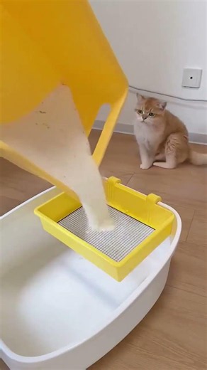 Stop Bad Cat Litter Smells Now! Best Sifter Hack #CatCare #PetTips